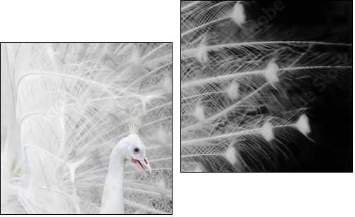 White peacock - Two-piece canvas print, Diptych