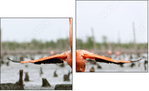 The American Flamingo (Phoenicopterus ruber) - Two-piece canvas print, Diptych