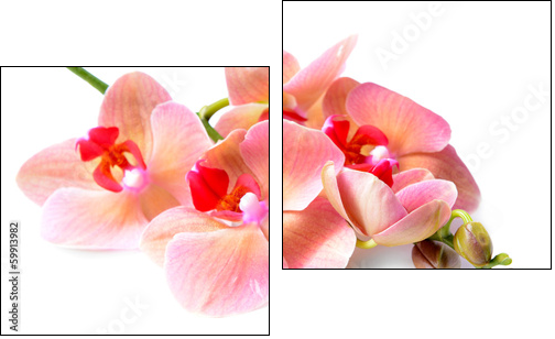 Beautiful blooming orchid isolated on white - Two-piece canvas print, Diptych