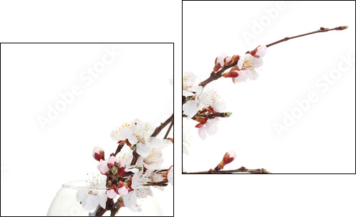 beautiful apricot blossom  in transparent vase isolated - Two-piece canvas print, Diptych