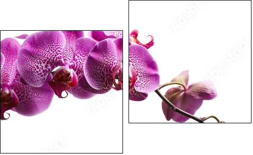 Purple orchid flowers isolated on white background - Two-piece canvas print, Diptych