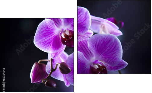 Orchid - Two-piece canvas print, Diptych