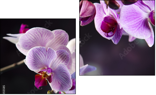 Beautiful orchids - Two-piece canvas print, Diptych