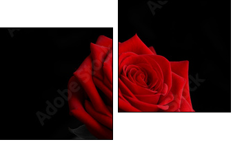 a rose from the darkness - Two-piece canvas print, Diptych