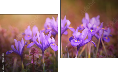 Iris flower bloom early spring - Two-piece canvas print, Diptych