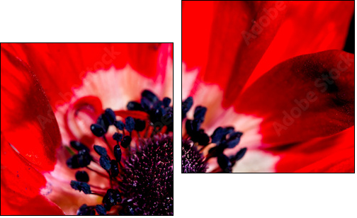 Anemone Detail - Two-piece canvas print, Diptych