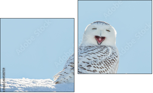 Snowy Owl - Yawning / Smiling in Snow - Two-piece canvas print, Diptych