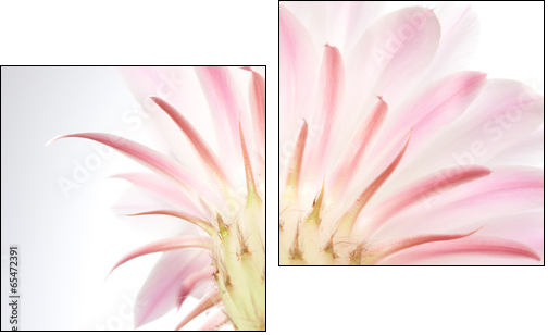 Light  pink cactus flower . - Two-piece canvas print, Diptych