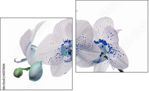 orchid flowers with large and small blue spots - Two-piece canvas print, Diptych