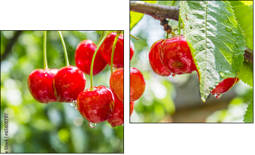 Cherry red berries on a tree branch with water drops - Two-piece canvas print, Diptych