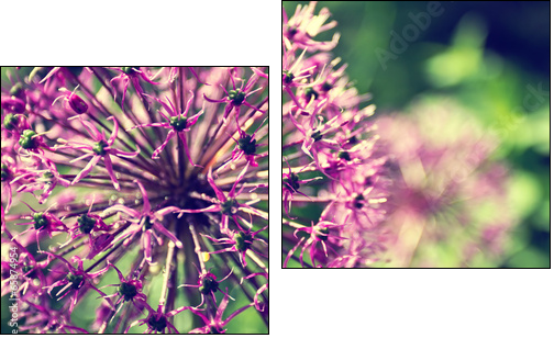 Blooming onion in a garden close up - Two-piece canvas print, Diptych