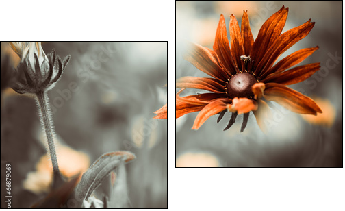 colorful flower - Two-piece canvas print, Diptych
