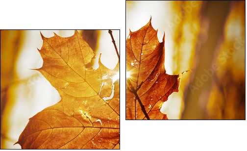 dry autumn leaf - Two-piece canvas print, Diptych