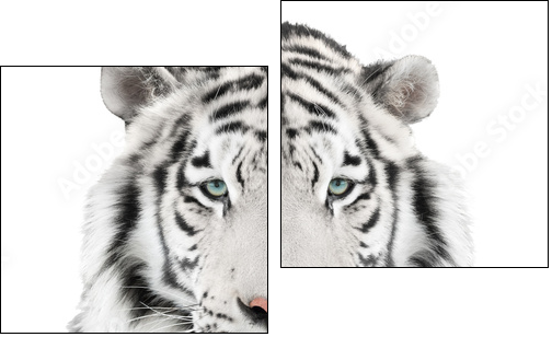 Isolated white tiger - Two-piece canvas print, Diptych