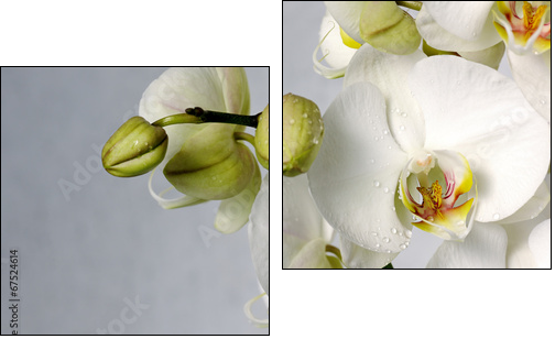 white orchids - Two-piece canvas print, Diptych