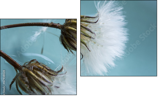 Dandelions - Two-piece canvas print, Diptych