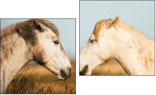 Two white horses of Camargue - Two-piece canvas print, Diptych