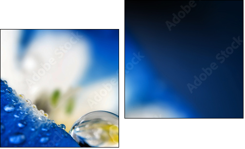 flower petal with drops - Two-piece canvas print, Diptych