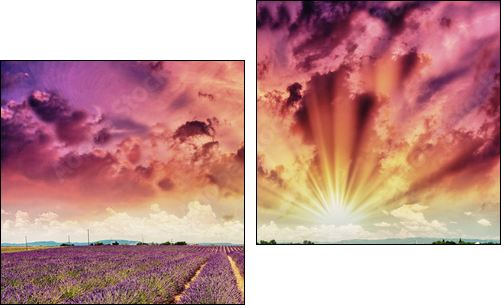 Lavender meadows in summer, Provence - France - Two-piece canvas print, Diptych