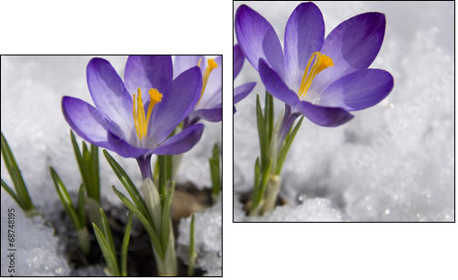 crocuses in snow - Two-piece canvas print, Diptych