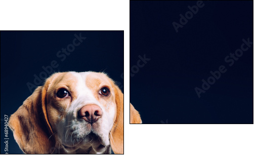 Portrait of a dog. Beagle. studio shot on dark background - Two-piece canvas print, Diptych