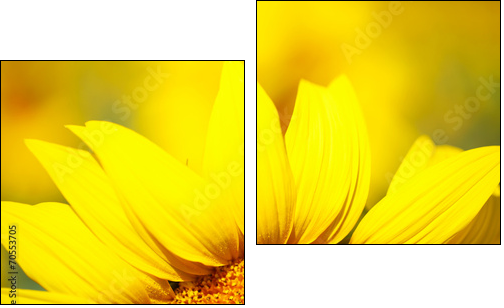 Beautiful sunflower in field - Two-piece canvas print, Diptych