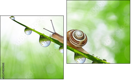 Snail on dewy grass close up - Two-piece canvas print, Diptych