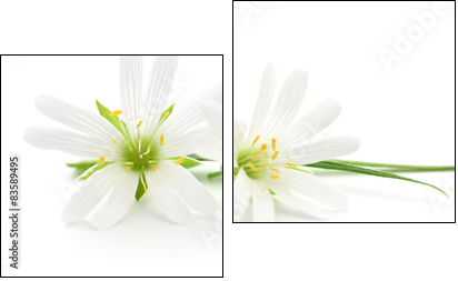 White flowers - Two-piece canvas print, Diptych