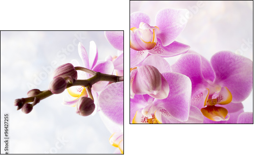 Beautiful pink orchid on a gray background. - Two-piece canvas print, Diptych