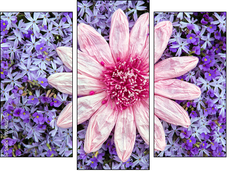 Kunstblume auf einem Meer aus lila BlÃ¼ten - Three-piece canvas print, Triptych