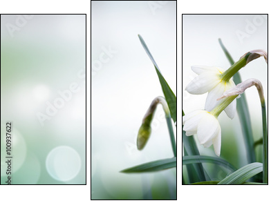 abstract spring background - Three-piece canvas print, Triptych