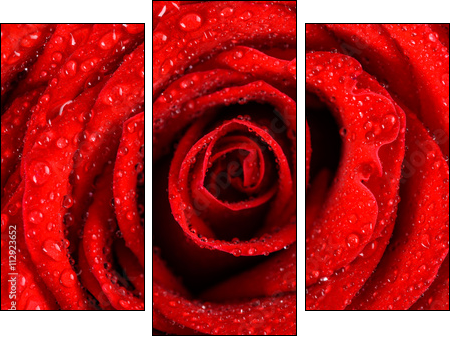 Wet Red Rose Close Up With Water Drops - Three-piece canvas print, Triptych
