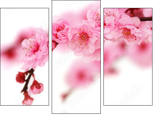 Spring cherry flowers reflected in rendered water - Three-piece canvas print, Triptych