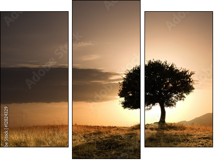 solitary oak tree in golden sunset - Three-piece canvas print, Triptych