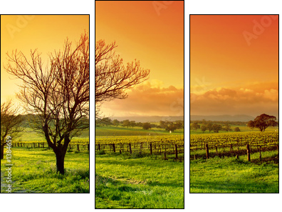 vineyard landscape - Three-piece canvas print, Triptych