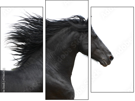 Portrait of galloping frisian horse on white background - Three-piece canvas print, Triptych
