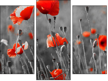 red poppies on  field - Three-piece canvas print, Triptych