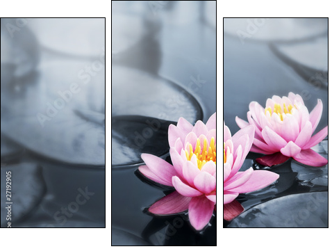 Lotus blossoms - Three-piece canvas print, Triptych