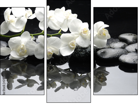 Close up white orchid with stone water drops - Three-piece canvas print, Triptych