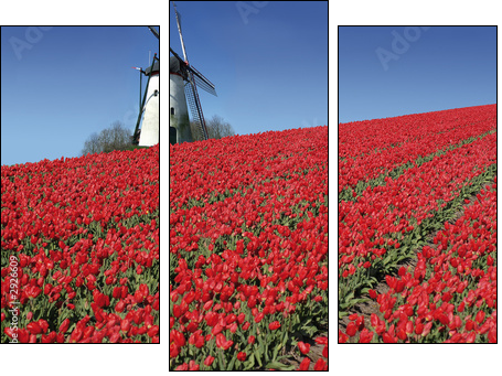 dutch mill and red tulips - Three-piece canvas print, Triptych