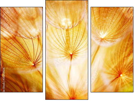 Soft dandelion flower - Three-piece canvas print, Triptych
