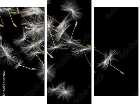 Seeds of dandelion, isolated on black - Three-piece canvas print, Triptych