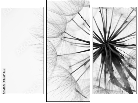 Close-up of dandelion - Three-piece canvas print, Triptych