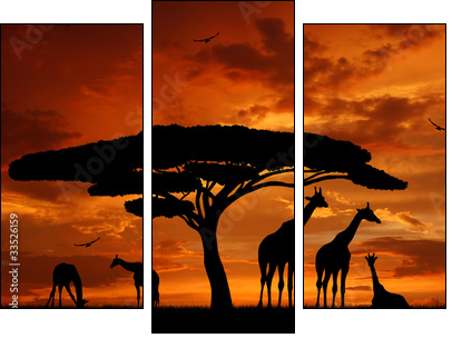 herd of giraffes in the setting sun - Three-piece canvas print, Triptych