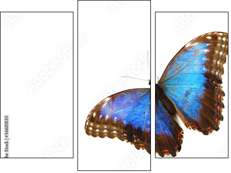 blue morpho isolated - Three-piece canvas print, Triptych