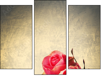 Rose selvatiche  -  vintage postcard - Three-piece canvas print, Triptych