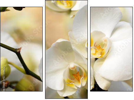 White orchid - Three-piece canvas print, Triptych