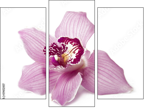 Pink orchid on a white background - Three-piece canvas print, Triptych