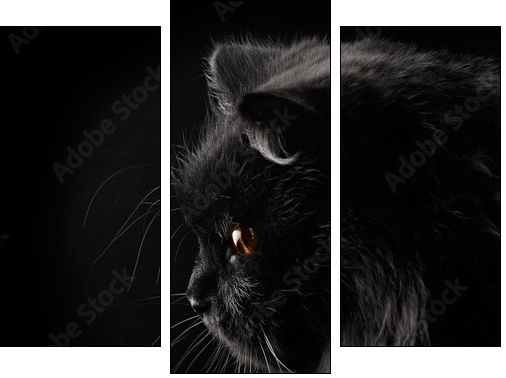 black persian cat on black background - Three-piece canvas print, Triptych