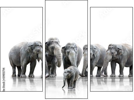 Elefantenherde - Three-piece canvas print, Triptych